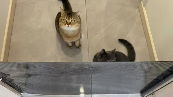 宠物乱跑怎么办?MDUG可伸缩门栏,给爱宠安全与家的自由 宠物乱跑怎么办?MDUG可伸缩门栏,给爱宠安全与家的自由