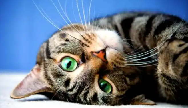 矮脚猫怎么选购？全面解析宠物级到赛级猫