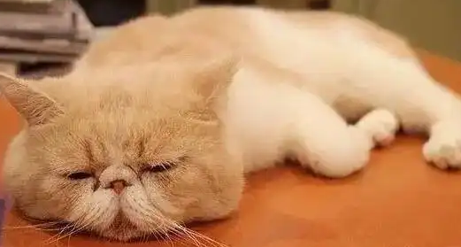 猫咪皮肤出现结痂是猫癣吗 猫咪皮肤出现结痂是猫癣吗