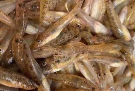 虾虎鱼为什么不建议养