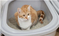 猫砂盆里放多少猫砂