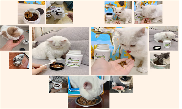 猫咪排毛球吃什么?Petrecipepro比得瑞博猫草片保障选择! 猫咪排毛球吃什么?Petrecipepro比得瑞博猫草片保障选择!