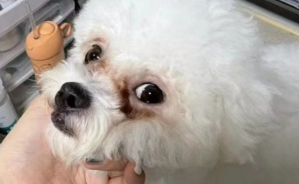 狗狗有泪痕该怎么处理