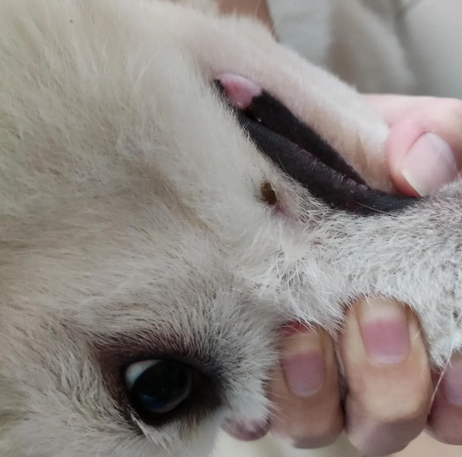 狗狗被蜱虫咬了血液感染,能治好吗 狗狗被蜱虫咬了血液感染,能治好吗