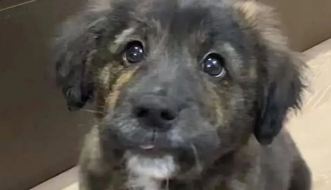 网友说她家金毛是黑芝麻味儿的,我一看……它好特别啊! 网友说她家金毛是黑芝麻味儿的,我一看……它好特别啊!