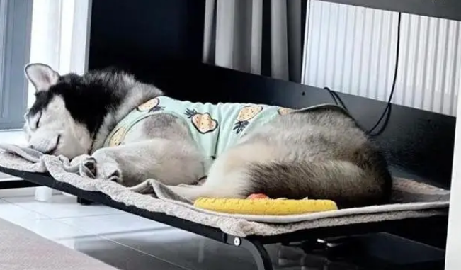 狗子被骂不服气,连夜带娃投奔主人前女友:情绪稳定很重要! 狗子被骂不服气,连夜带娃投奔主人前女友:情绪稳定很重要!