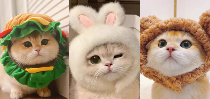 DOG ON THE MOON宠物帽子质量如何