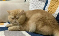 猫突然跛行可能为什么？