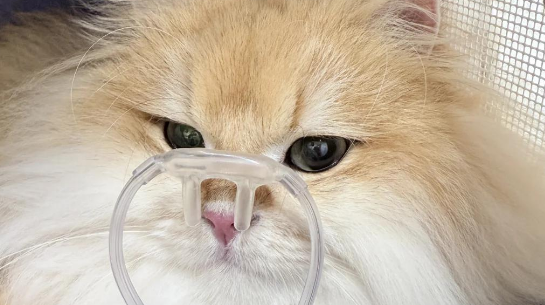 猫的肺水肿什么症状