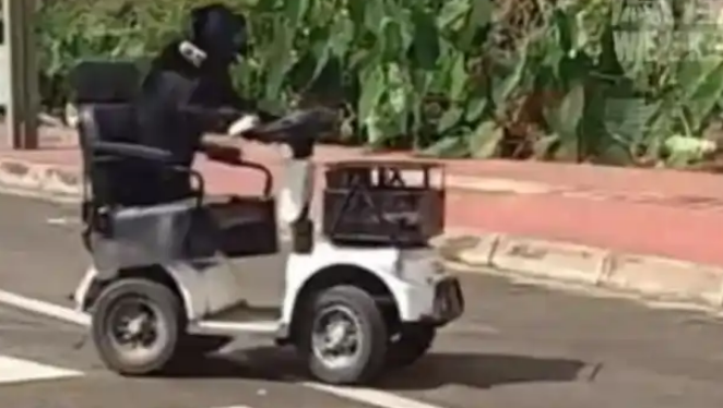 眉山奇闻:狗子开车体验生活,谁为这份奇葩宠爱买单? 眉山奇闻:狗子开车体验生活,谁为这份奇葩宠爱买单?