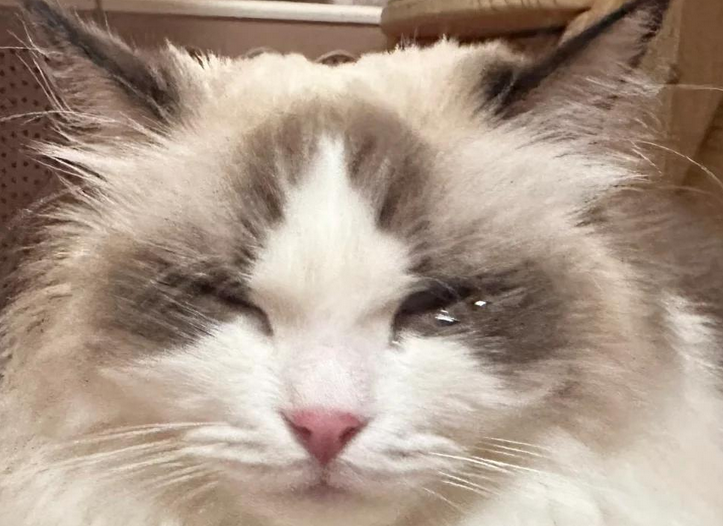 猫咪流眼泪打喷嚏怎么回事
