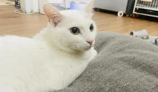 猫咪体重骤降可能是什么疾病 猫咪体重骤降可能是什么疾病