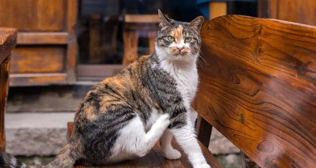 流浪猫养多久才认主人?从躲藏到黏人:这些细节决定成败 流浪猫养多久才认主人?从躲藏到黏人:这些细节决定成败