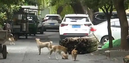 退休大爷把房子让给40条狗住，月花费近万，邻居苦不堪言