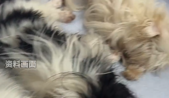 宠物医院发视频为狗做消声术引争议!网友:太残忍! 宠物医院发视频为狗做消声术引争议!网友:太残忍!