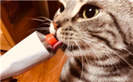 猫吃化毛膏后呕吐正常吗