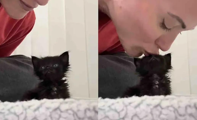 女子用10个不眠夜救下一只黑色的小奶猫,猫咪好可爱啊 女子用10个不眠夜救下一只黑色的小奶猫,猫咪好可爱啊