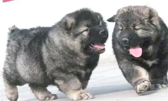 养高加索犬需要注意什么？一定要看一看！