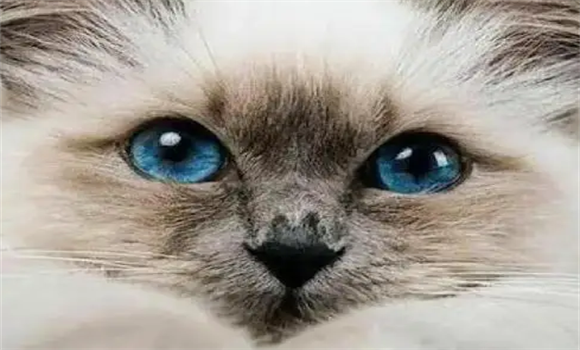 探秘伯曼猫:神秘起源、丝滑被毛和有趣特征 探秘伯曼猫:神秘起源、丝滑被毛和有趣特征