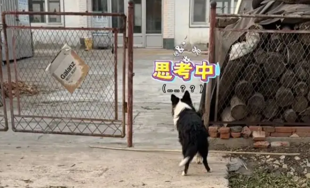 主人不让边牧吃肉，狗子气得摔碗紧接着就计划好了报复