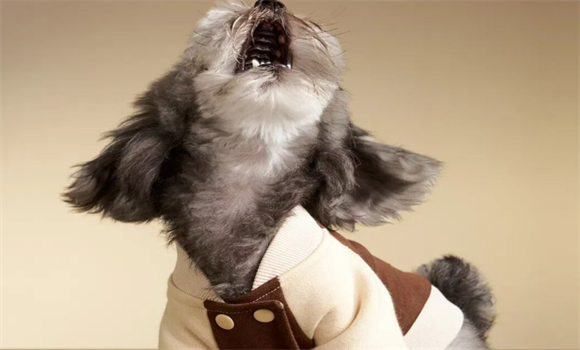 宠物服饰品牌有哪些?iCOOLULU酷噜噜让宠物穿搭兼具舒适与时尚! 宠物服饰品牌有哪些?iCOOLULU酷噜噜让宠物穿搭兼具舒适与时尚!