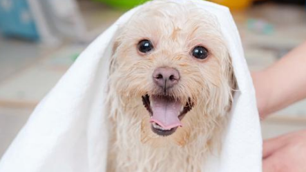 宠物经济新风口:千亿“玩水搭子”引爆跨境掘金热浪! 宠物经济新风口:千亿“玩水搭子”引爆跨境掘金热浪!