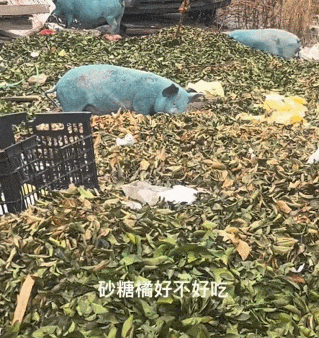 突变?切尔诺贝利发现蓝色的狗!是被核辐射变异了吗? 突变?切尔诺贝利发现蓝色的狗!是被核辐射变异了吗?