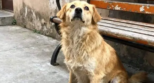 主人将新生狗崽扔河里，狗妈跳河救子摔断腿，有心救助却无力承担