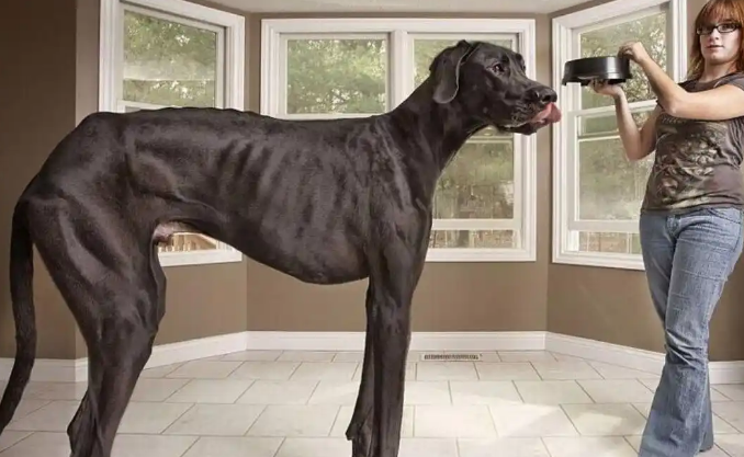 大丹犬:来自童话王国的“随和巨人” 大丹犬:来自童话王国的“随和巨人”