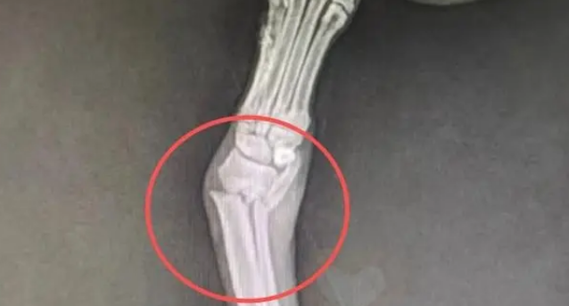 主人将新生狗崽扔河里，狗妈跳河救子摔断腿，有心救助却无力承担