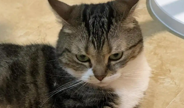 猫咪saa偏高说明什么 猫咪saa偏高说明什么