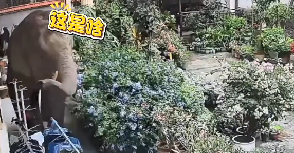 野生亚洲象悠闲“串门” 觅食无果“礼貌”离开