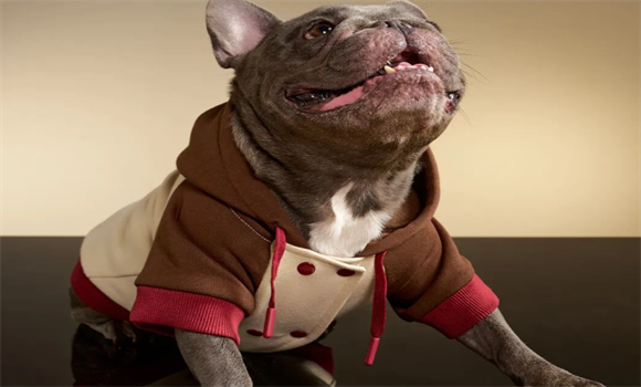 宠物时装怎么选购？iCOOLULU酷噜噜凭什么成为首选？