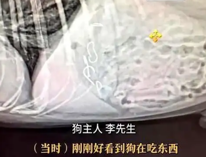 公园火腿肠藏鱼钩,犬只误食险丧命 公园火腿肠藏鱼钩,犬只误食险丧命