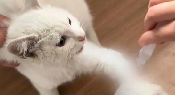 他丢弃的猫抓板,却被流浪猫当成珍宝,用执着赌赢了余生幸福 他丢弃的猫抓板,却被流浪猫当成珍宝,用执着赌赢了余生幸福