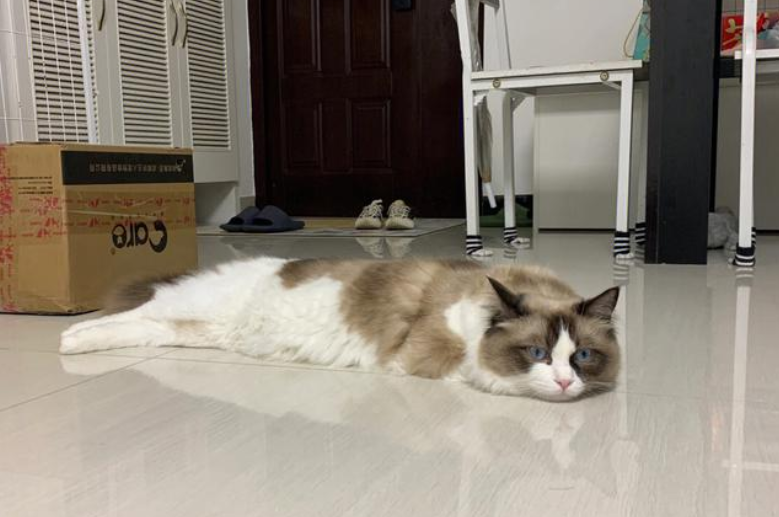 猫咪四肢无力站不起来怎么办 猫咪四肢无力站不起来怎么办