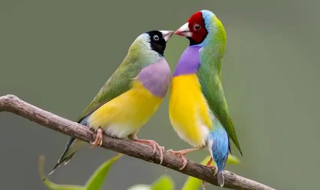 七彩文鸟如何饲养和繁殖？这篇文章告诉你！