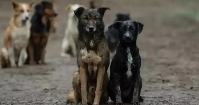 不要投喂“流浪狗”，这几个后果，很少人知道