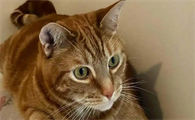 猫咪打喷嚏流鼻涕是感冒了吗