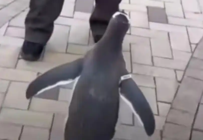 哈尔滨小区惊现“遛企鹅”!看似萌宠狂欢,实则违法 哈尔滨小区惊现“遛企鹅”!看似萌宠狂欢,实则违法