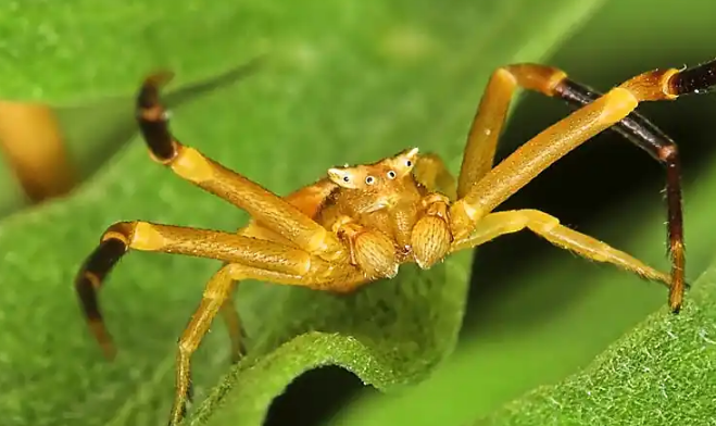 蟹蛛爱吃什么 蟹蛛爱吃什么