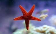海星哪里可以吃
