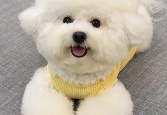 狗狗掉毛吃什么改善?佐愈Vetaid 3in1美毛油给出黄金答案 狗狗掉毛吃什么改善?佐愈Vetaid 3in1美毛油给出黄金答案