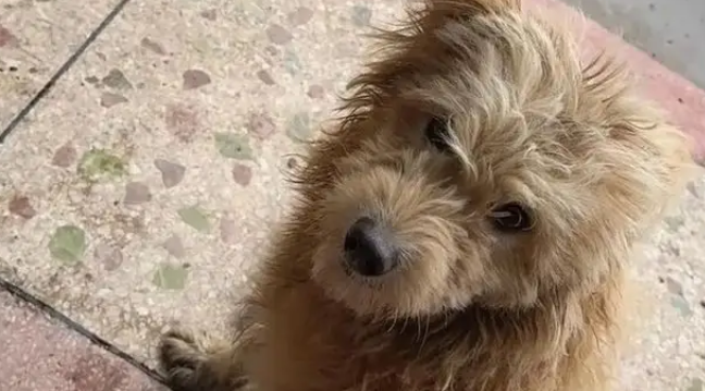 主人将新生狗崽扔河里，狗妈跳河救子摔断腿，有心救助却无力承担