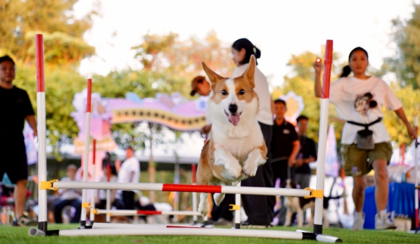 “宠物+文旅”新模式！从化首届宠物友好生活嘉年华启幕
