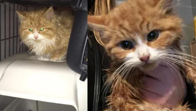 社恐小猫被爱治愈，变身成粘人精，橘猫的逆袭暖哭无数网友