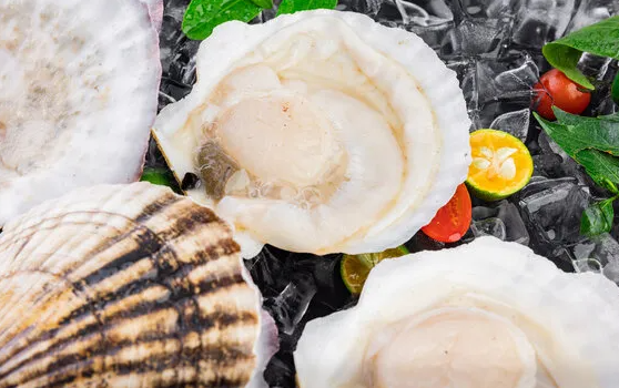 天津扇贝多少钱一斤 天津扇贝多少钱一斤