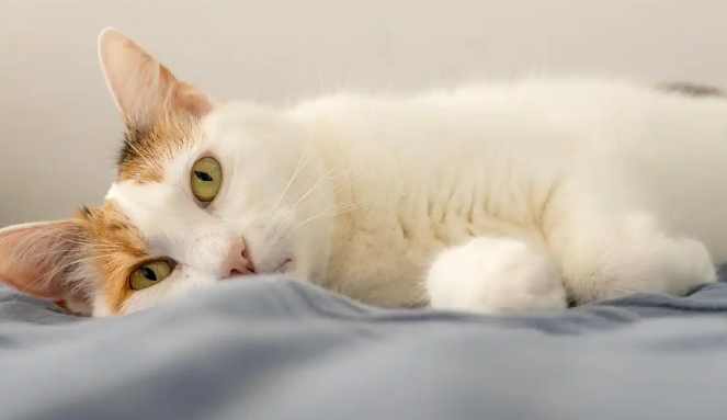 猫咪感冒时体温升高该如何处理