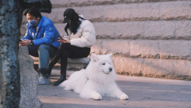 重要信号！宠物下沉市场出现两极分化