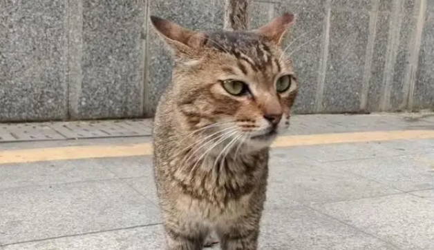 地铁口的流浪猫消失了，墙上字条暖哭全网：愿你被温柔以待
